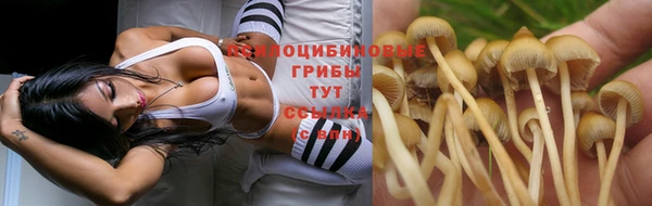 стафф Богданович